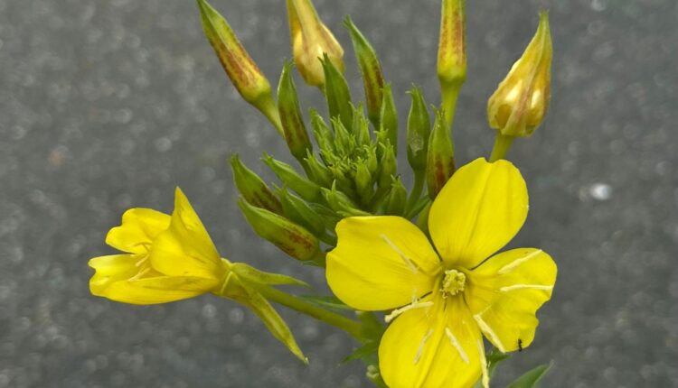 Evening Primrose