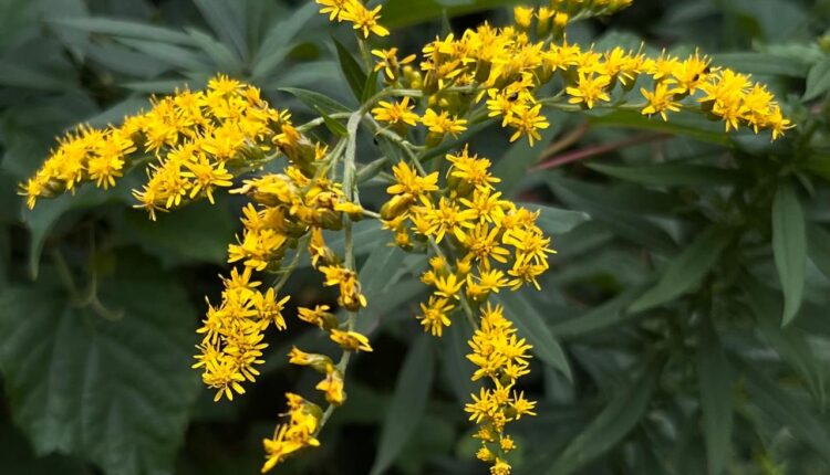 Golden Rod