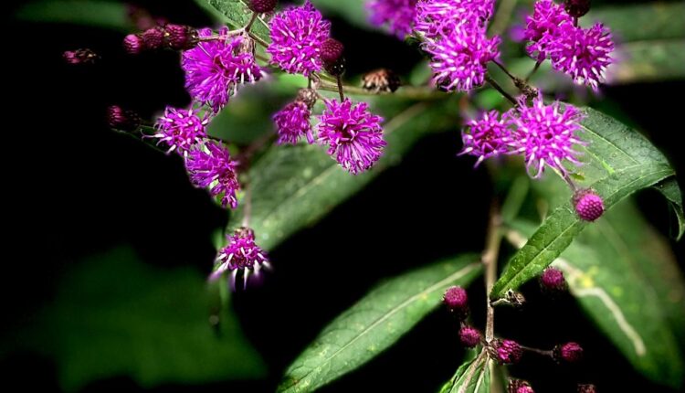 Ironweed